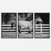  32279 - Galloping Forward Equine Prints, Set/3