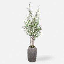  60146 - Aldis Potted River Birch