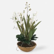  60039 - Moth Orchid Planter